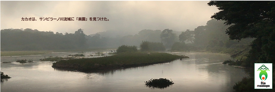 サンビラーノ・カカオ豆