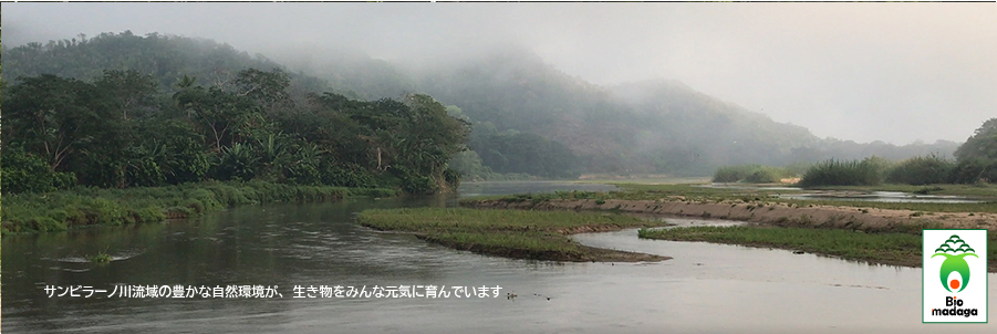 サンビラーノ・カカオ豆