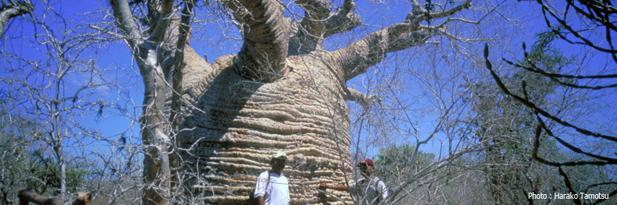 マダガスカル島樹齢3000年バオバブ