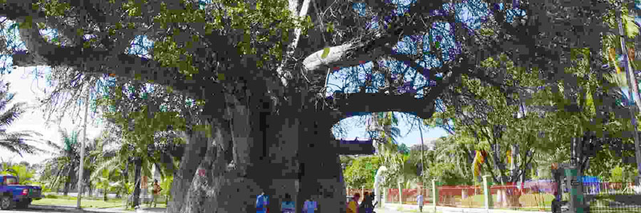 マダガスカル島樹齢700年ディギタータ