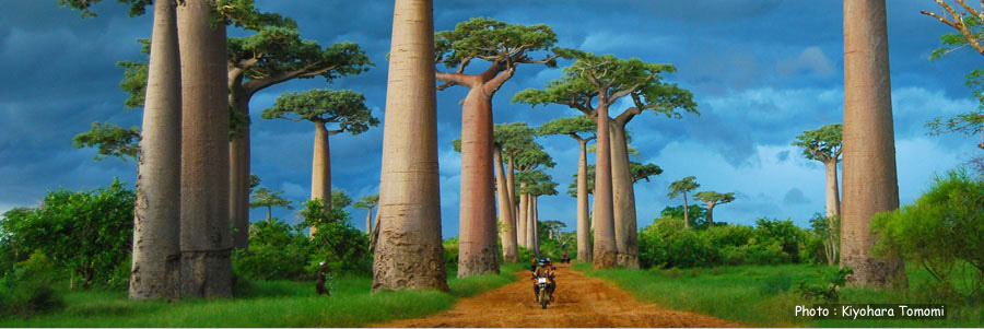 マダガスカル島バオバブ並木道