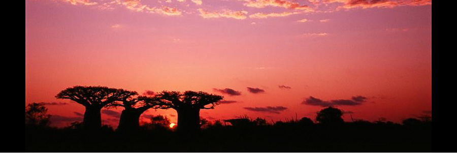 マダガスカル島巨大バオバブの夕陽