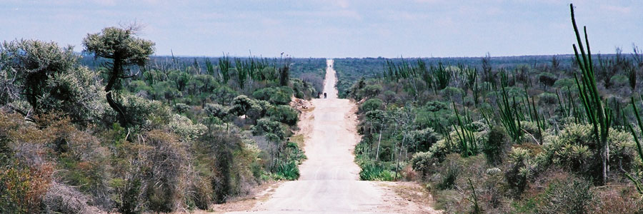 マダガスカル島ベレンティへの道