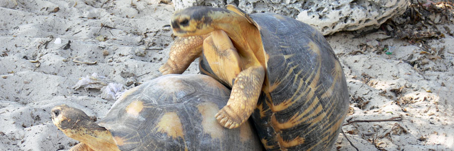 マダガスカル島アンダバドアカ