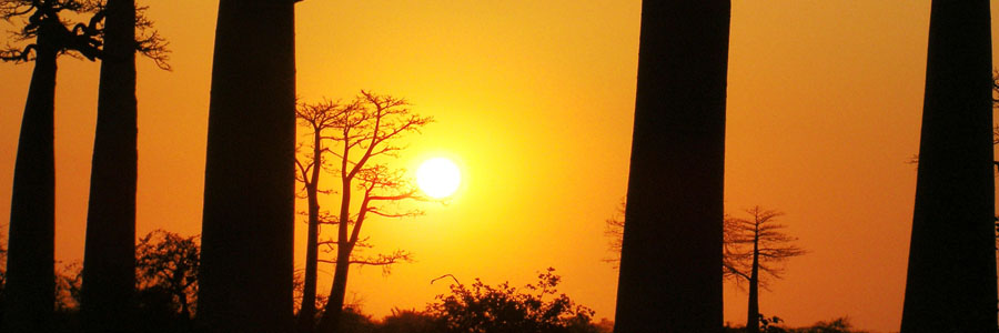 夕陽のバオバブ並木道