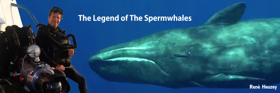 モーリシャス・マッコウクジラ・スイム