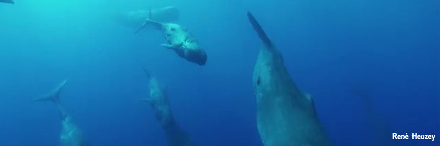 モーリシャス・マッコウクジラ・スイム