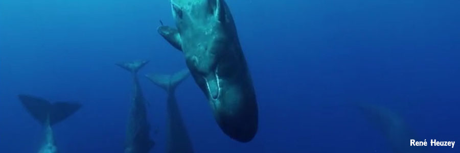モーリシャス・マッコウクジラ・スイム