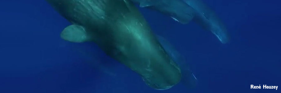 モーリシャス・マッコウクジラ・スイム