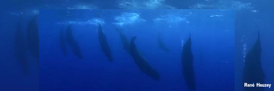 モーリシャス・マッコウクジラ・スイム
