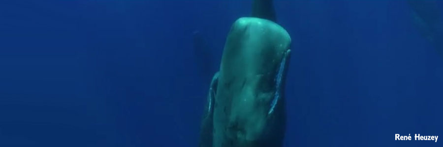 モーリシャス・マッコウクジラ・スイム