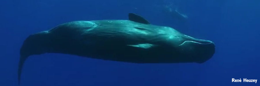 モーリシャス・マッコウクジラ・スイム
