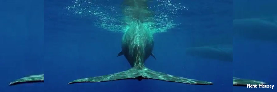モーリシャス・マッコウクジラ・スイム