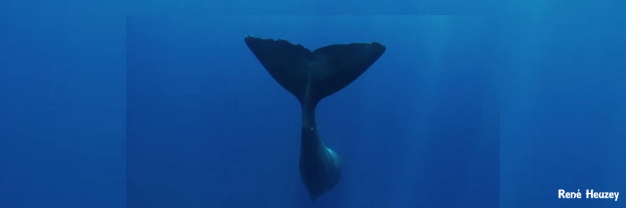 モーリシャス・マッコウクジラ・スイム