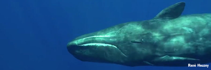モーリシャス・マッコウクジラ・スイム