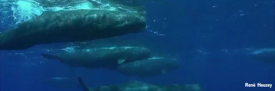 モーリシャス・マッコウクジラ・スイム