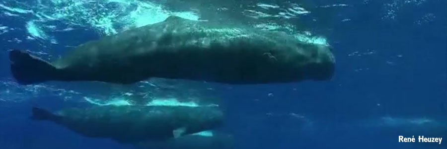 モーリシャス・マッコウクジラ・スイム
