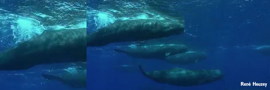 モーリシャス・マッコウクジラ・スイム