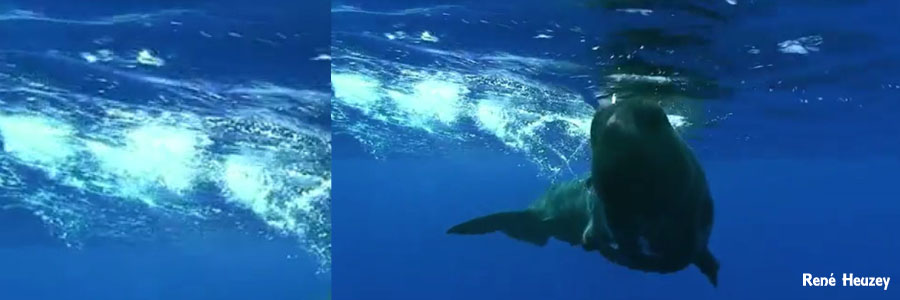 モーリシャス・マッコウクジラ・スイム