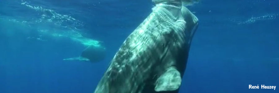 モーリシャス・マッコウクジラ・スイム