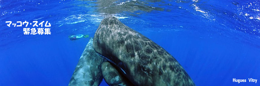 モーリシャス・マッコウクジラ・スイム
