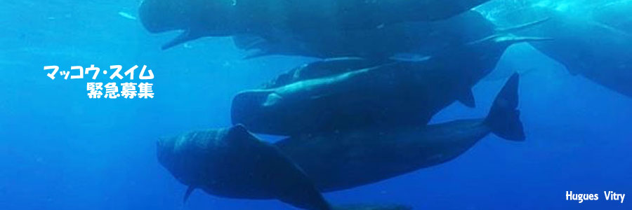 モーリシャス・マッコウクジラ・スイム