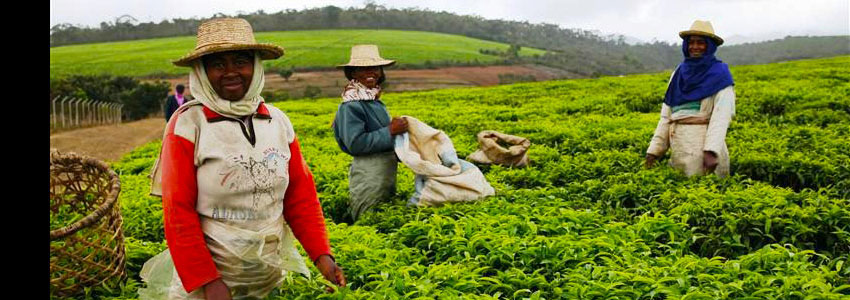 マダガスカル島サザンクロス街道茶摘み