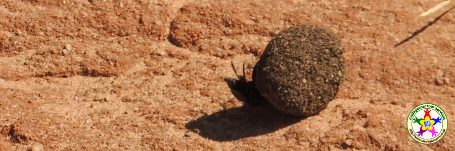 マダガスカル島甲虫：フンコロガシ