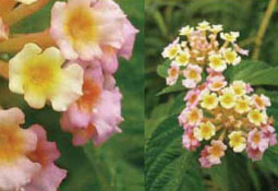 ランタナ Lantana Camara