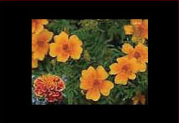 タジェット Tagetes