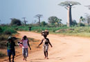モロンダバのバオバブ：バオバブと村人