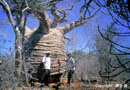 写真・原子保さん：チマナンベチャ自然公園のバオバブ樹齢3000年