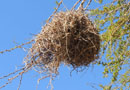 ハタオリの巣