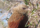 マダガスカルバンケン　Madagascar Coucal