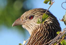 マダガスカルバンケン　Madagascar Coucal