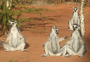 マダガスカル旅行写真6: