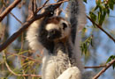 ベレンティ保護区【Verreaux's sifaka：シファカ】