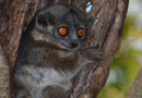 ベレンティ保護区【Sportive Lemurs：イタチキツネザル】