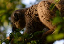 ベレンティ保護区【Brown lemurs:ブラウンレミュール】