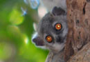 ベレンティ保護区【Sportive Lemurs：イタチキツネザル】