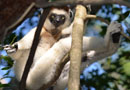 ベレンティ保護区【Verreaux's sifaka：シファカ】