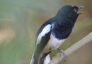 ベレンティ保護区【Madagascar Magpie-robin：マダガスカルシキチョウ】