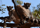 ベレンティ保護区【Ring-tailed lemur：ワオキツネザル】