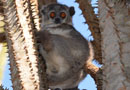 ベレンティ保護区【Sportive Lemurs：イタチキツネザル】