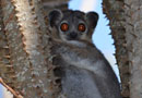 ベレンティ保護区【Sportive Lemurs：イタチキツネザル】