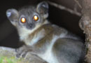 ベレンティ保護区【Sportive Lemurs：イタチキツネザル】