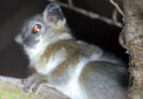 ベレンティ保護区【Sportive Lemurs：イタチキツネザル】