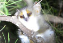 ベレンティ保護区【Gray Mouse Lemur：ハイイロショウネズミキツネザル】
