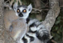 ベレンティ保護区【Ring-tailed lemur：ワオキツネザル】