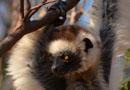 ベレンティ保護区【Verreaux's sifaka：シファカ】